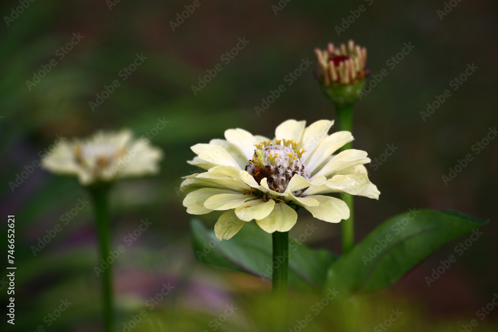 Single flower of a zinnia with light petals and the yellow-brown middle.Side view. Single flower of a zinnia with light petals and the yellow-brown middle.Side view.