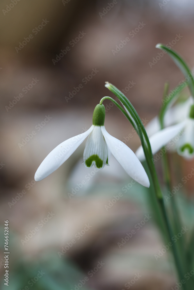 Snowdrop flower, Galanthus nivalis, close up