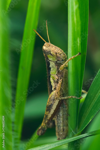 Close up Grasshopper with green grass