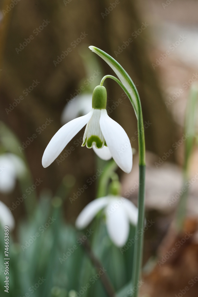 Snowdrop flower, Galanthus nivalis, close up