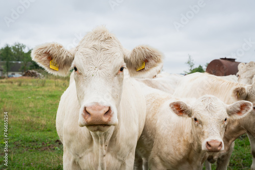 Close up of a curious charolais cattle. Cream-colored charolais cattle.