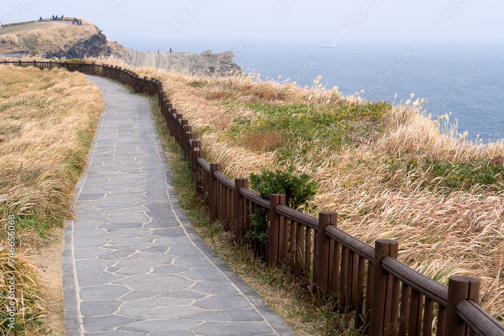 View of the footpath with the swaying reeds in the seaside cliff