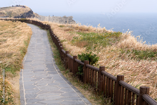 View of the footpath with the swaying reeds in the seaside cliff