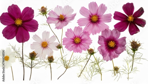 pressed and dried flowers cosmos cosmea carpet isolated on white background for use in scrapbooking floristry or herbarium