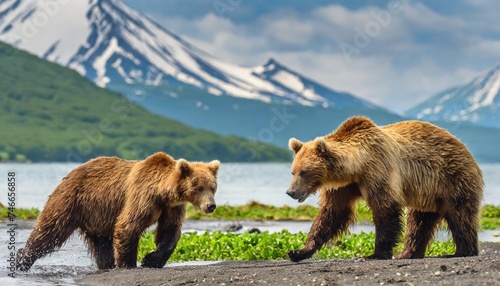 ruling the landscape brown bears of kamchatka ursus arctos beringianus photo