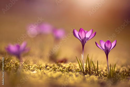Wiosenne kwiaty, Fioletowe Krokusy na łące photo