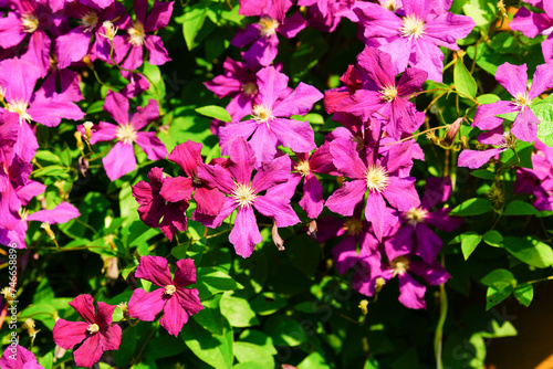 A variety of flowering clematis.