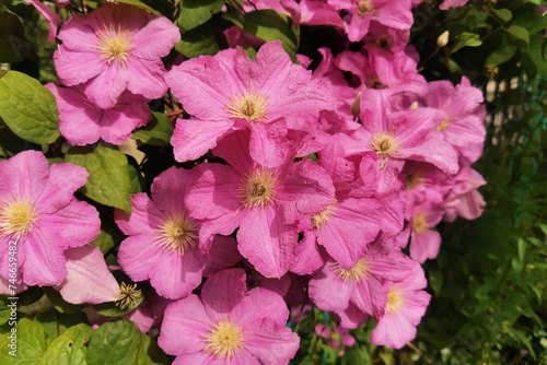 A variety of flowering clematis.