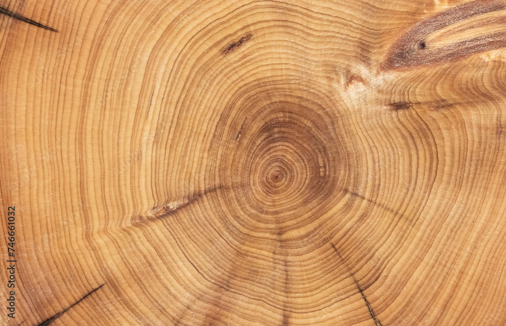 Fototapeta premium round wood textured background for decoration