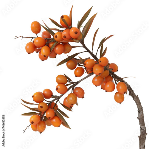 3D Sea buckthorn berry