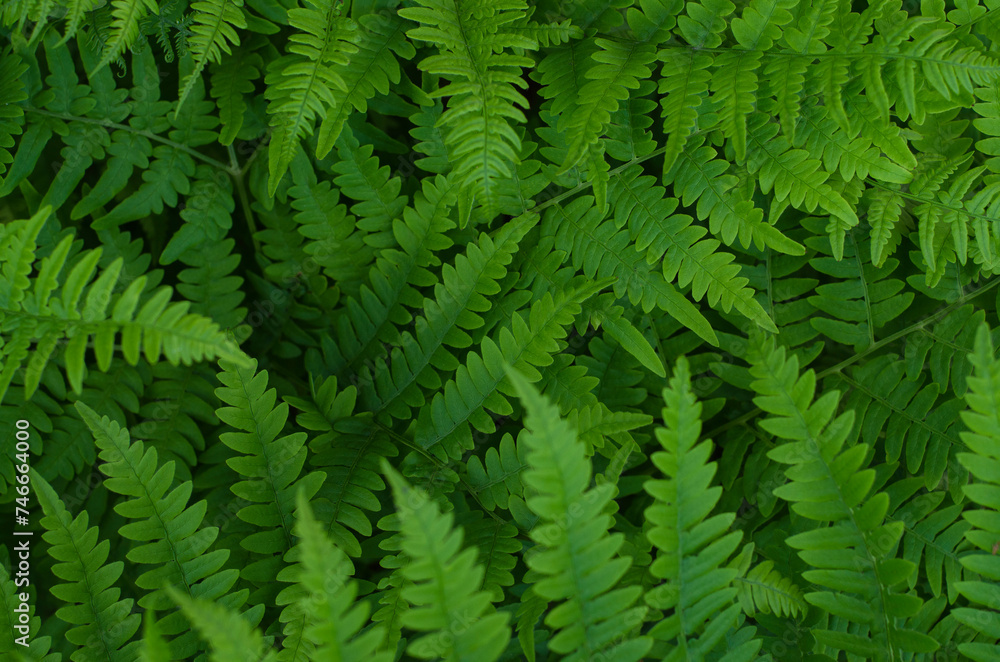 Fern leaves. Forest background. Wild forest herbs. Texture fern leaves. Green spring, summer background.