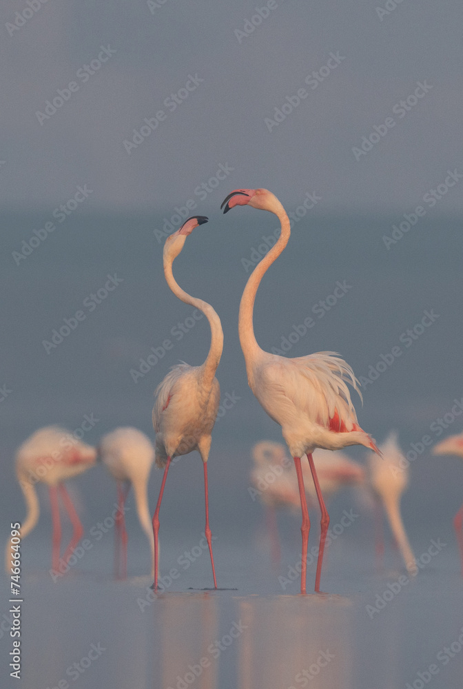 Greater Flamingos territory dispute while feeding at Eker creek