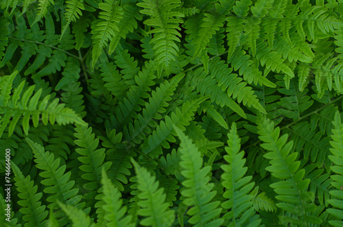 Fern leaves. Forest background. Wild forest herbs. Texture fern leaves. Green spring  summer background.