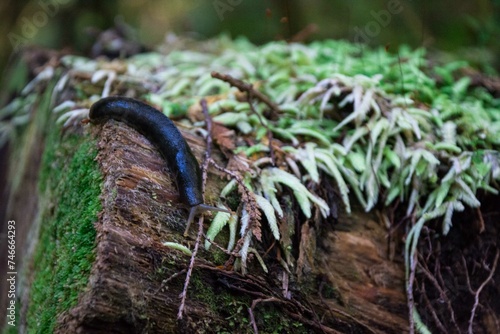 slug crawling through some moss