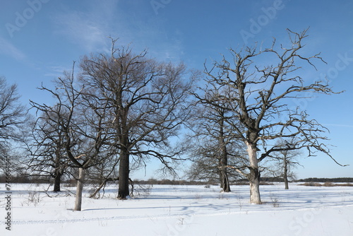 Wallpaper Mural Oak grove on the banks of the Oka River between the villages of Korostovo and Zaokskoye near the city of Ryazan Torontodigital.ca