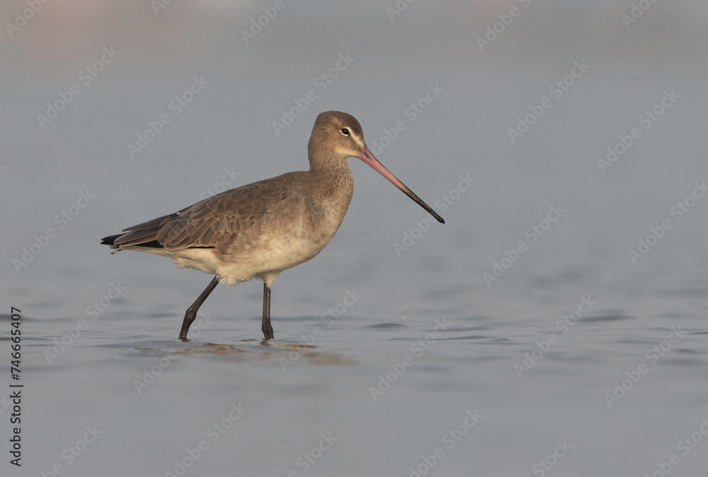 Obraz premium Black-tailed Godwits at Eker coast of Bahrain