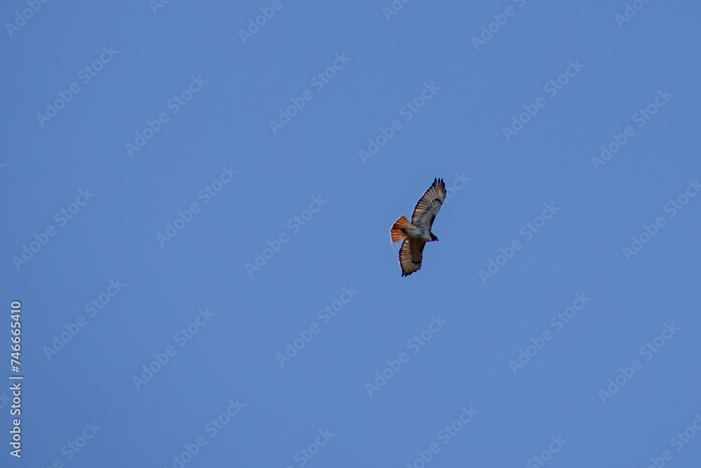 Flying Red-Tailed Hawk
