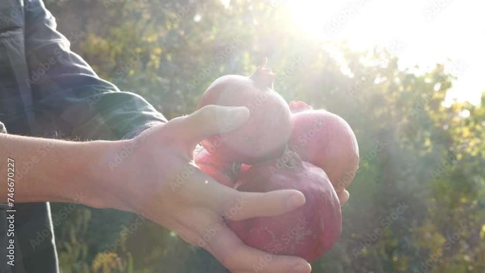 Ripe pomegranate fruits in the hands of a farmer. Organic farming, also known as ecological farming or biological farming Ripe pomegranate fruits in the hands of a farmer. Organic farming, also known as ecological farming or biological farming