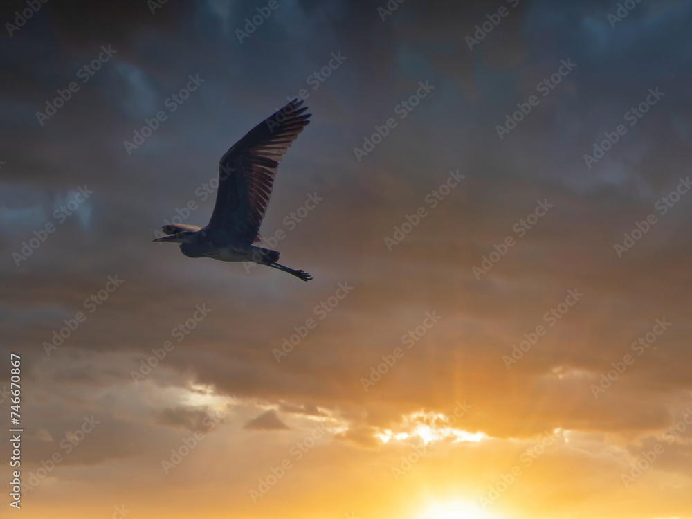 bird, animal, gray heron, flight, wings, big, beautiful, fauna, bird, animal, gray heron, flight, wings, big, beautiful, fauna,