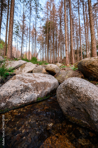 Fotografie A forest creek babbles over moss-covered rocks, framed by towering pine trees, c