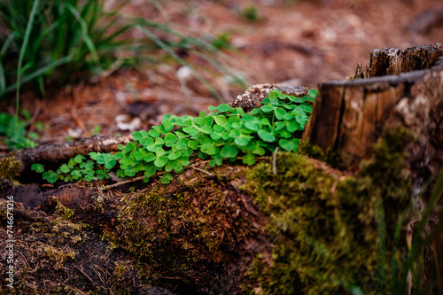 A cluster of clover thrives in the hollow of an old tree stump, a beautiful display of life's resilience in the forest