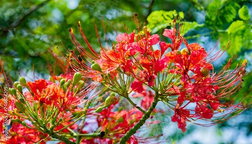 royal poinciana flower in garden photo