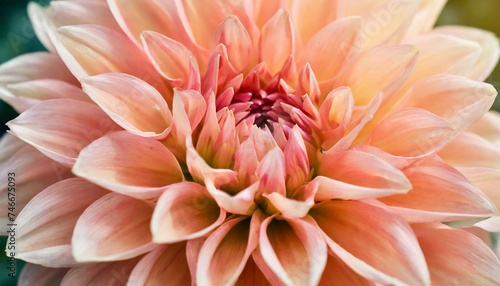 defocused pastel peach coral dahlia petals macro floral abstract background close up of flower dahlia for background soft focus