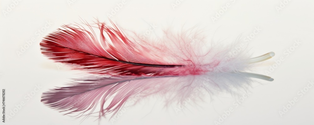 Obraz premium Red and White Feather Resting on White Surface