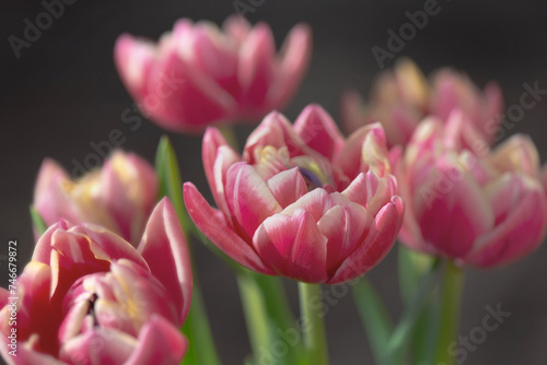 closeup of beautiful pink double-flowered tulip flowersin a bouquet  isolated...