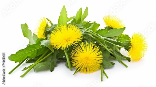 Dandelions flowers with dandelion leaf isolated on white background