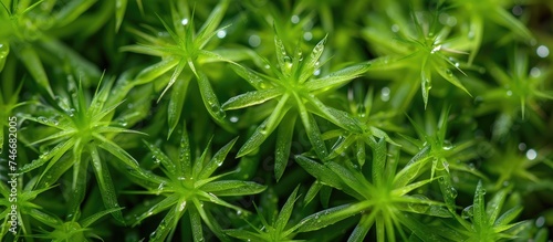 A detailed view of Cenchrus grass with glistening water droplets on its leaves, showcasing intricate patterns and textures in the natural environment.