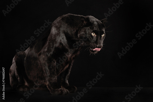 Ein schwarzer Panther sitzt vor schwarzem Hintergrund und leckt sich über das Maul, Studiofoto, Panthera pardus