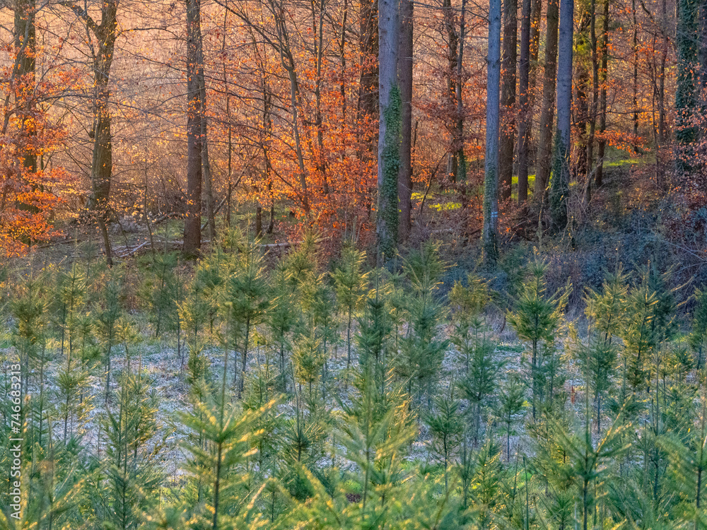 Wiederaufforstung im Mischwald Wiederaufforstung im Mischwald