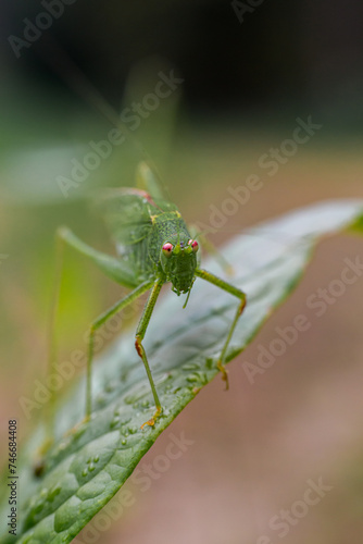 A green grasshopper on a leaf in nature
