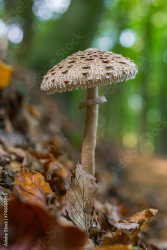 A mushroom on the ground growing in nature