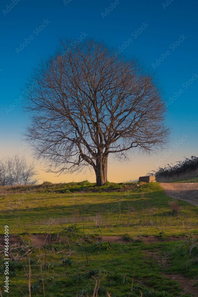 Fototapeta premium majestic tree stands alone with serene surroundings