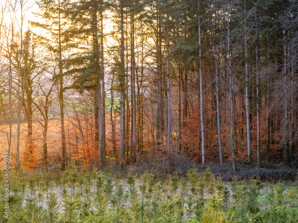 Fototapeta premium Wiederaufforstung im Mischwald