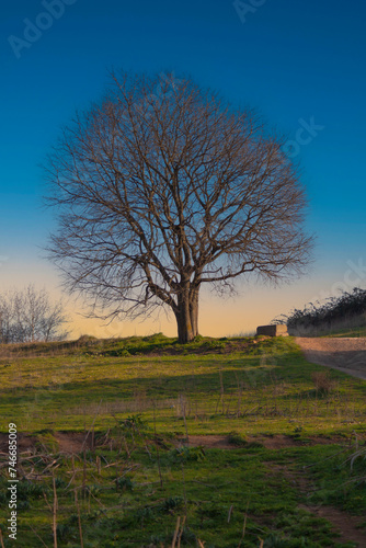 majestic tree stands alone with serene surroundings