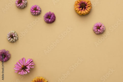 Pink zinnia flower heads on tan color composition background with copy space.