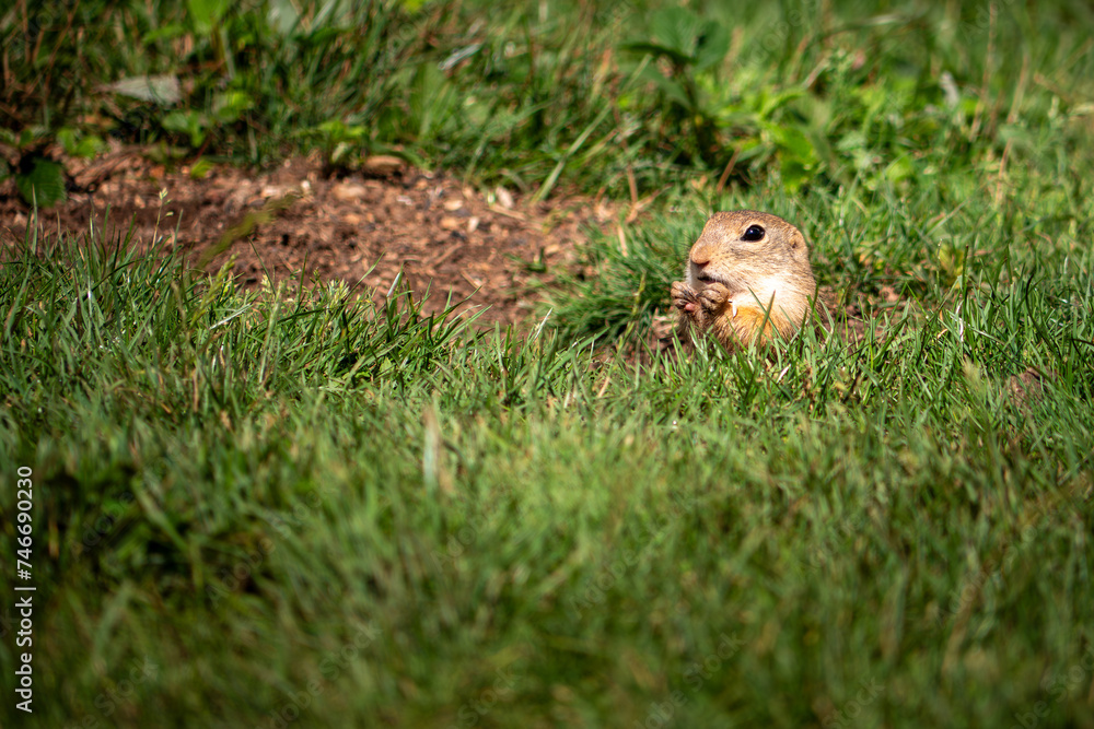 The ground squirrel or common ground squirrel is a field rodent living in central and south-eastern Europe as well as in the territory of Slovakia in the area of the Muránská Planina. The ground squirrel or common ground squirrel is a field rodent living in central and south-eastern Europe as well as in the territory of Slovakia in the area of the Muránská Planina.