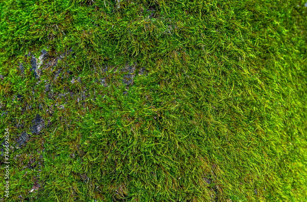 Green moss background in forest on tree trunk Green moss background in forest on tree trunk