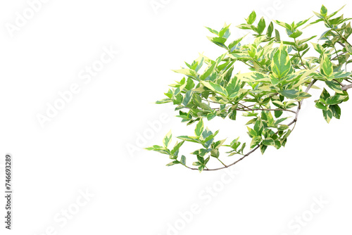 Image of a branch with beautiful leaves of a tree isolated on a png file with a transparent background. © Warawut