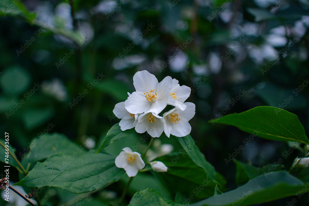 Close-up Beautiful blooming Philadelphus bush, growing in the garden with white flowers on the branch. Close-up Beautiful blooming Philadelphus bush, growing in the garden with white flowers on the branch.