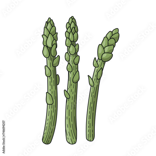 Green asparagus. A spring vegetable. Vector illustration of the recipe. The ingredient for cooking the dish is asparagus in Korean. Vegetarian food. Asparagus salad. A dietary product.