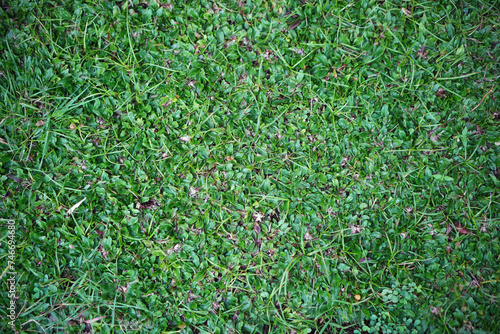 Top view of the green grass texture background in the garden