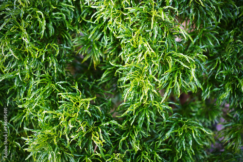 Fototapeta Naklejka Na Ścianę i Meble -  Green leaves background. Tropical foliage texture