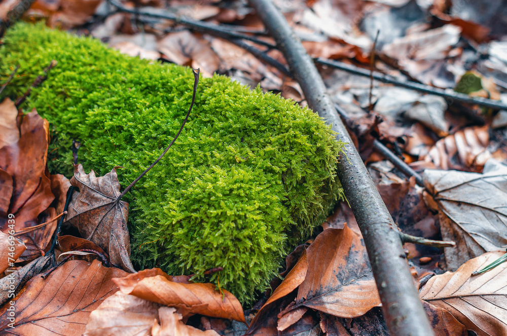 Green moss in forest among fallen leaves Green moss in forest among fallen leaves