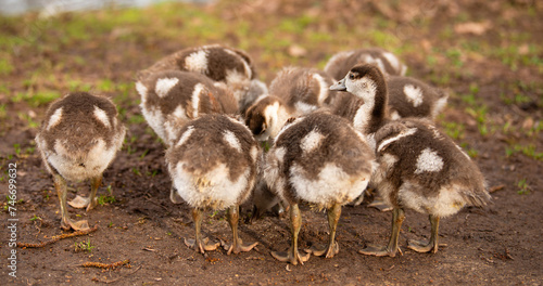 Egyptian goose chick, alopochen aegyptiaca in the spring, animal and water bird
 photo