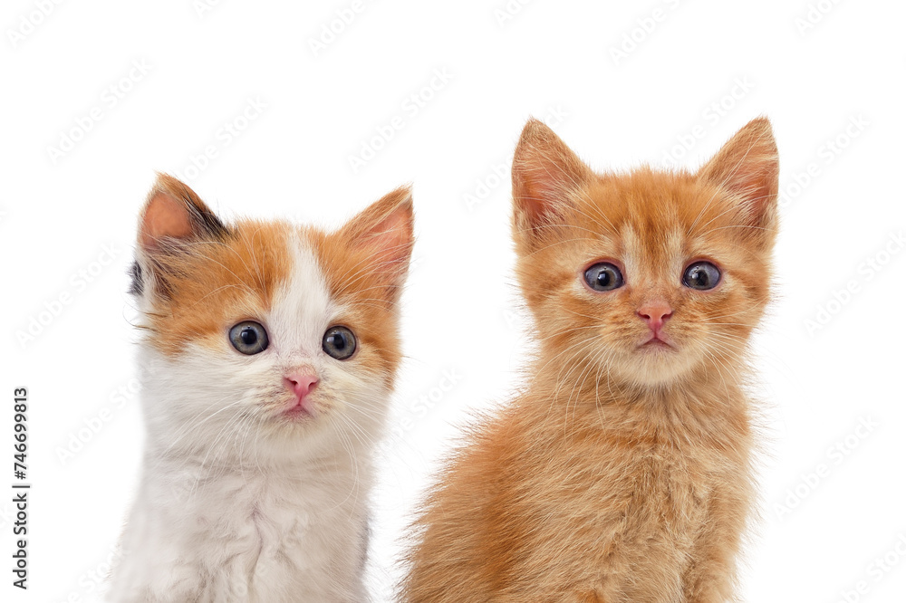 Two small kittens. Two small kittens.