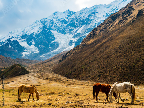 Stunning view of the trail leading to Humantay lake with snow-capped Andes mountain in background and horses grazing the grass in foreground, Cusco region, Peru
